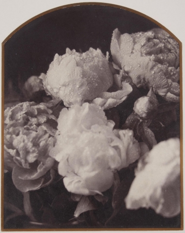 A still life of a vase of peonies. The image is tightly cropped and droplets of water are visible on the petals of the flowers. 